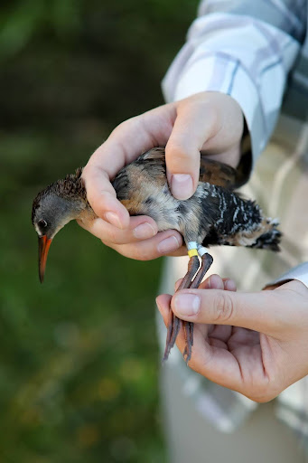 Bird band1.jpg